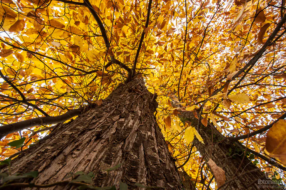 Castaños con hojas de otoño en el Valle del Ambroz durante noviembre