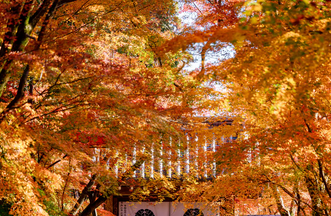 Camino entre árboles de otoño en Japón perfecto para viajar en octubre